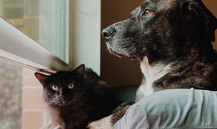 A dog and cat both enjoy a window sill inside a home that may have home window film installed. Unsplash, Madalyn Cox.